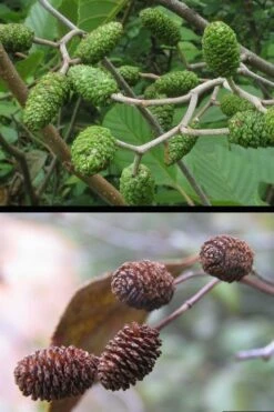 Smooth Alder Tree (Alnus Serrulata) - 3 Gallon Pot 15 Smooth Alder Tree (Alnus Serrulata) - 3 Gallon Pot -SHRUBS and BUSHES Shop alnus serrulata smoothalder fruit cones