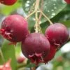 Shadblow Serviceberry Tree (Amelanchier Canadensis) - 5 Gallon Pot -SHRUBS and BUSHES Shop amelanchier arborea shadblow serviceberry berries 2