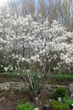 Shadblow Serviceberry Tree (Amelanchier Canadensis) - 5 Gallon Pot -SHRUBS and BUSHES Shop amelanchier arborea shadblow serviceberry tree 3