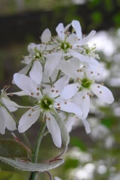Autumn Brilliance Serviceberry Tree - 1 Gallon Pot -SHRUBS and BUSHES Shop amelanchier grandiflora autumn brilliance serviceberry 1