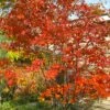 Autumn Brilliance Serviceberry Tree - 1 Gallon Pot -SHRUBS and BUSHES Shop amelanchier grandiflora autumn brilliance serviceberry 4