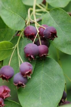 Autumn Brilliance Serviceberry Tree - 1 Gallon Pot -SHRUBS and BUSHES Shop amelanchier grandiflora autumn brilliance serviceberry 8