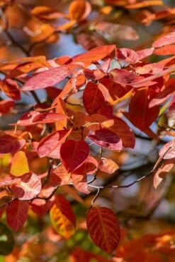 Autumn Brilliance Serviceberry Tree - 1 Gallon Pot -SHRUBS and BUSHES Shop amelanchier grandiflora autumn brilliance serviceberry 9