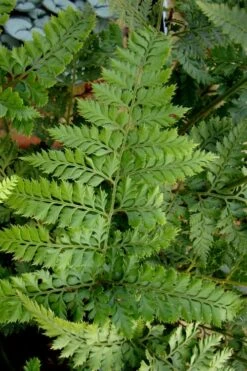 Shiny Bristle Fern - 6 Pack Of 1 Gallon Pots -SHRUBS and BUSHES Shop arachnoides davalliaeformis shiny bristle fern 2