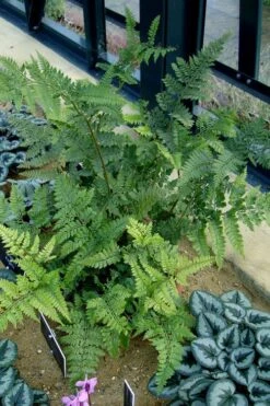 Shiny Bristle Fern - 6 Pack Of 1 Gallon Pots -SHRUBS and BUSHES Shop arachnoides davalliaeformis shiny bristle fern 4