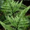 Shiny Bristle Fern - 6 Pack Of 1 Gallon Pots -SHRUBS and BUSHES Shop arachnoides davalliaeformis shiny bristle fern 5