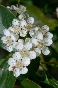 Red Chokeberry (Aronia Arbutifolia) - 1 Gallon Pot -SHRUBS and BUSHES Shop aronia arbutifolia red chokeberry 1