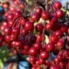 Red Chokeberry (Aronia Arbutifolia) - 1 Gallon Pot -SHRUBS and BUSHES Shop aronia arbutifolia red chokeberry 2