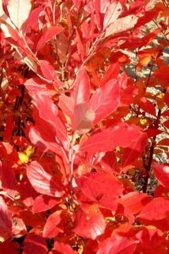 Red Chokeberry (Aronia Arbutifolia) - 1 Gallon Pot -SHRUBS and BUSHES Shop aronia arbutifolia red chokeberry 3