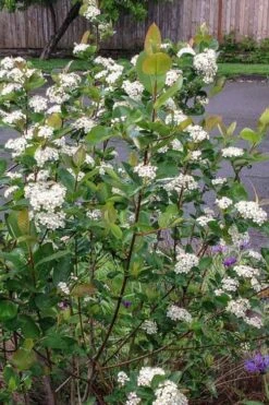 Red Chokeberry (Aronia Arbutifolia) - 1 Gallon Pot -SHRUBS and BUSHES Shop aronia arbutifolia red chokeberry 4