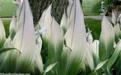 Snowcap Cast Iron Plant (Aspidistra Elatior 'Snowcap') - 3 Gallon Pot -SHRUBS and BUSHES Shop aspidistra elatior snow cap cast iron plant 2