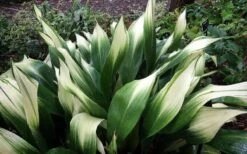 Snowcap Cast Iron Plant (Aspidistra Elatior 'Snowcap') - 3 Gallon Pot -SHRUBS and BUSHES Shop aspidistra elatior snow cap cast iron plant 3