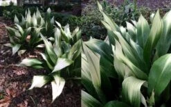 Snowcap Cast Iron Plant (Aspidistra Elatior 'Snowcap') - 3 Gallon Pot -SHRUBS and BUSHES Shop aspidistra elatior snow cap cast iron plant 4