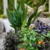 Tiny Tank Dwarf Cast Iron Plant - 3 Gallon Pot -SHRUBS and BUSHES Shop aspidistra elatior tiny tank dwarf cast iron plant 3