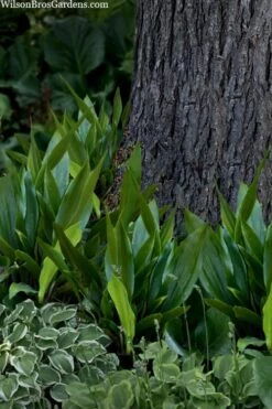 Tiny Tank Dwarf Cast Iron Plant - 3 Gallon Pot -SHRUBS and BUSHES Shop aspidistra elatior tiny tank dwarf cast iron plant 4