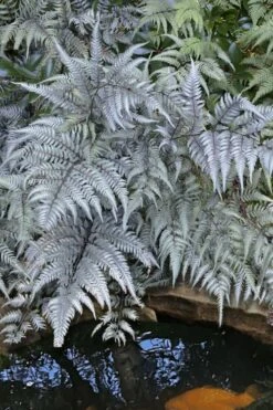 Japanese Painted Fern - 5 Pack Of Quart Pots -SHRUBS and BUSHES Shop athyrium niponicum pictum japanese painted fern 101