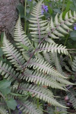 Japanese Painted Fern - 5 Pack Of Quart Pots -SHRUBS and BUSHES Shop athyrium niponicum pictum japanese painted fern 103