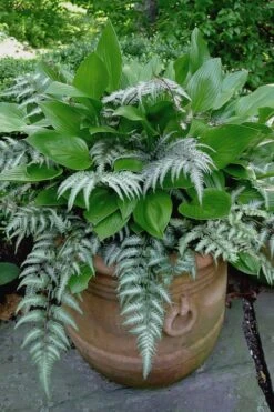 Japanese Painted Fern - 10 Count Flat Of Quart Pots -SHRUBS and BUSHES Shop athyrium niponicum pictum japanese painted fern 104 1