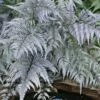 Japanese Painted Fern - 5 Pack Of Quart Pots -SHRUBS and BUSHES Shop athyrium niponicum pictum japanese painted fern 105