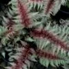 Regal Red Japanese Painted Fern - 6 Pack Of 1 Gallon Pots -SHRUBS and BUSHES Shop athyrium pictum regal red japanese painted fern 10 1