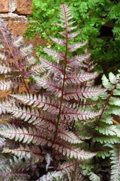 Regal Red Japanese Painted Fern - 6 Pack Of 1 Gallon Pots -SHRUBS and BUSHES Shop athyrium pictum regal red japanese painted fern 11 1