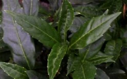Dwarf Green Aucuba - Japanese Laurel - 1 Gallon Pot -SHRUBS and BUSHES Shop aucuba dwarf green foliage