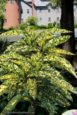 Hosoba Hoshifu Variegated Aucuba (Japanese Laurel) - 1 Gallon Pot -SHRUBS and BUSHES Shop aucuba hosoba hoshifu11