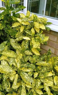 Golden King Aucuba (Male) - 3 Gallon Pot -SHRUBS and BUSHES Shop aucuba japonica golden king japanese laurel 1