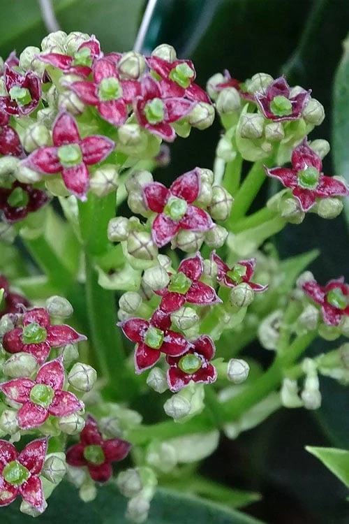 Rozannie Dwarf Aucuba (Japanese Laurel) - 3 Gallon Pot 7 Rozannie Dwarf Aucuba (Japanese Laurel) - 3 Gallon Pot - Image 5