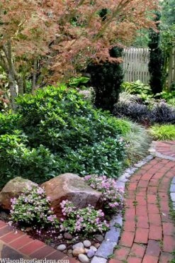 Rozannie Dwarf Aucuba (Japanese Laurel) - 3 Gallon Pot 14 Rozannie Dwarf Aucuba (Japanese Laurel) - 3 Gallon Pot -SHRUBS and BUSHES Shop aucuba japonica rozannie japanese laurel 12