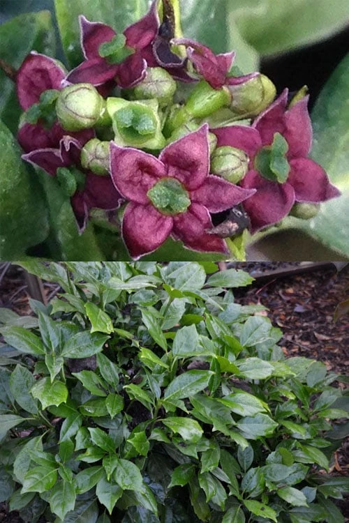 Rozannie Dwarf Aucuba (Japanese Laurel) - 3 Gallon Pot 11 Rozannie Dwarf Aucuba (Japanese Laurel) - 3 Gallon Pot - Image 9