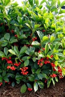 Rozannie Dwarf Aucuba (Japanese Laurel) - 3 Gallon Pot 18 Rozannie Dwarf Aucuba (Japanese Laurel) - 3 Gallon Pot -SHRUBS and BUSHES Shop aucuba japonica rozannie japanese laurel 8