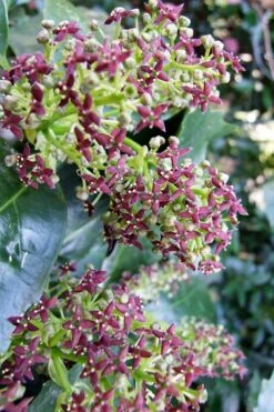 Rozannie Dwarf Aucuba (Japanese Laurel) - 3 Gallon Pot 17 Rozannie Dwarf Aucuba (Japanese Laurel) - 3 Gallon Pot -SHRUBS and BUSHES Shop aucuba japonica rozannie japanese laurel 9