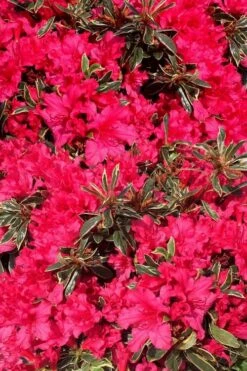 Arctic Rose Azalea - 3 Gallon Pot 13 Arctic Rose Azalea - 3 Gallon Pot -SHRUBS and BUSHES Shop azalea arctic rose 3
