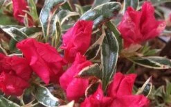 Arctic Rose Azalea - 3 Gallon Pot 12 Arctic Rose Azalea - 3 Gallon Pot -SHRUBS and BUSHES Shop azalea arctic rose 4