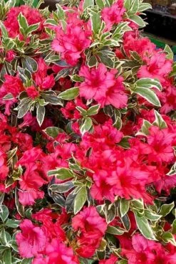 Arctic Rose Azalea - 3 Gallon Pot 11 Arctic Rose Azalea - 3 Gallon Pot -SHRUBS and BUSHES Shop azalea arctic rose 5