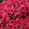 Arctic Rose Azalea - 3 Gallon Pot 1 Arctic Rose Azalea - 3 Gallon Pot -SHRUBS and BUSHES Shop azalea arctic rose 6
