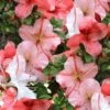 Astronaut Azalea - 3 Gallon Pot 2 Astronaut Azalea - 3 Gallon Pot -SHRUBS and BUSHES Shop azalea astronaut 1 1