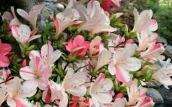 Astronaut Azalea - 2.5 Quart Pot 12 Astronaut Azalea - 2.5 Quart Pot -SHRUBS and BUSHES Shop azalea astronaut 3