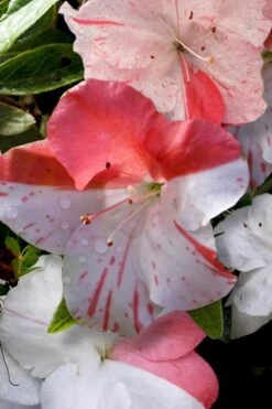 Astronaut Azalea - 2.5 Quart Pot 11 Astronaut Azalea - 2.5 Quart Pot -SHRUBS and BUSHES Shop azalea astronaut 4