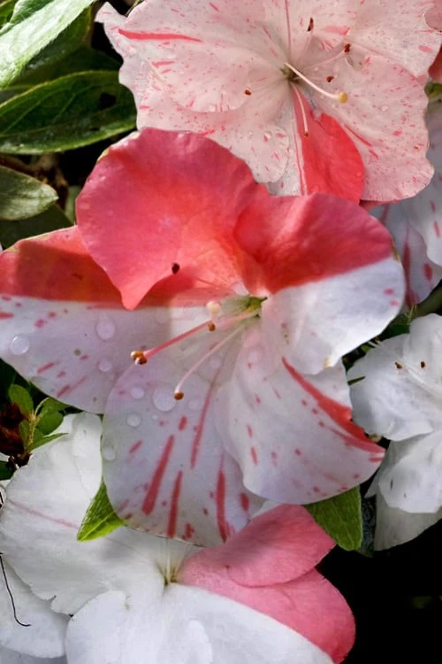 Astronaut Azalea - 2.5 Quart Pot 6 Astronaut Azalea - 2.5 Quart Pot - Image 5