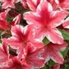Ben Morrison Azalea - 3 Gallon Pot 2 Ben Morrison Azalea - 3 Gallon Pot -SHRUBS and BUSHES Shop azalea ben morrison 2