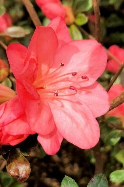 Blaauw's Pink Azalea - 3 Gallon Pot 12 Blaauw's Pink Azalea - 3 Gallon Pot -SHRUBS and BUSHES Shop azalea blaauws pink 10