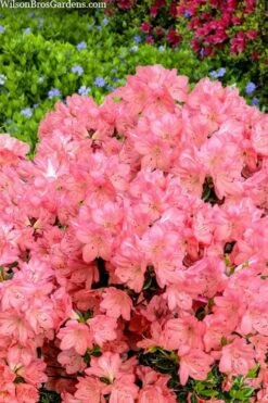Blaauw's Pink Azalea - 3 Gallon Pot 13 Blaauw's Pink Azalea - 3 Gallon Pot -SHRUBS and BUSHES Shop azalea blaauws pink 4