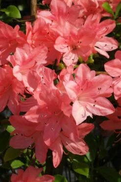 Blaauw's Pink Azalea - 3 Gallon Pot 11 Blaauw's Pink Azalea - 3 Gallon Pot -SHRUBS and BUSHES Shop azalea blaauws pink 6