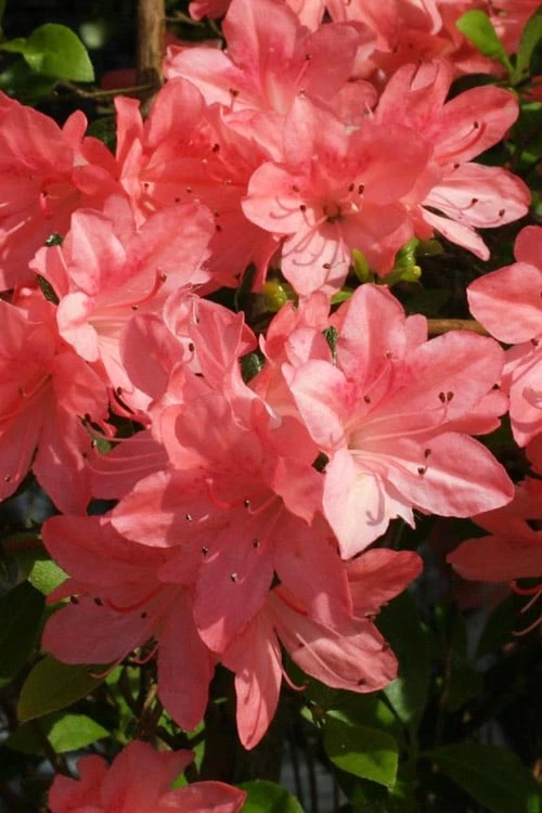 Blaauw's Pink Azalea - 3 Gallon Pot 6 Blaauw's Pink Azalea - 3 Gallon Pot - Image 4
