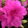 Lavender Twist Bloom 'N Again Azalea - 2 Gallon Pot 1 Lavender Twist Bloom 'N Again Azalea - 2 Gallon Pot -SHRUBS and BUSHES Shop azalea bloom n again lavender twist 1