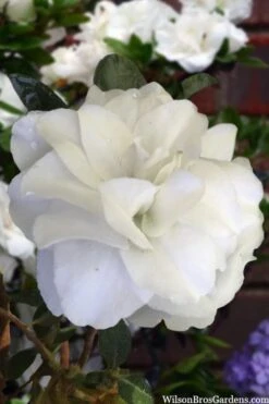 Snowball Bloom 'N Again Azalea - 2 Gallon Pot 11 Snowball Bloom 'N Again Azalea - 2 Gallon Pot -SHRUBS and BUSHES Shop azalea bloom n again snowball 13