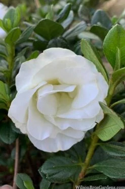 Snowball Bloom 'N Again Azalea - 2 Gallon Pot 13 Snowball Bloom 'N Again Azalea - 2 Gallon Pot -SHRUBS and BUSHES Shop azalea bloom n again snowball 14