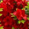 Buccaneer Red Azalea (Glenn Dale Hydrid) - 2 Gallon Pot 1 Buccaneer Red Azalea (Glenn Dale Hydrid) - 2 Gallon Pot -SHRUBS and BUSHES Shop azalea buccaneer 1